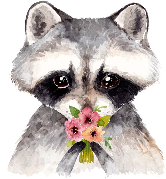 Енот с цветами акварель