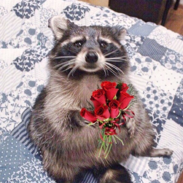 Американский енот полоскун