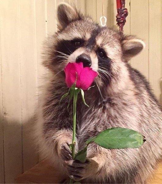 Енотик с цветочком