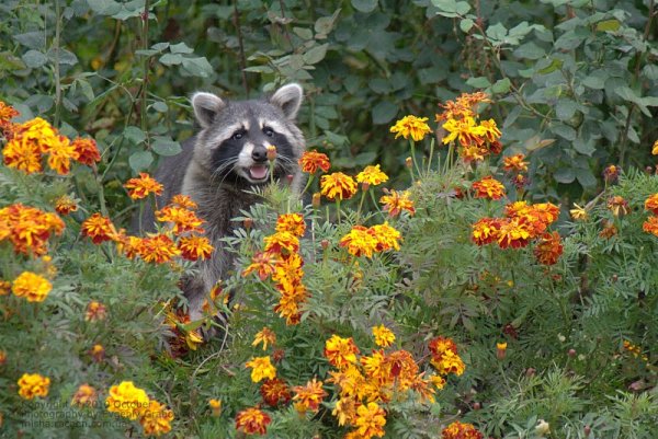 Енот в цветах