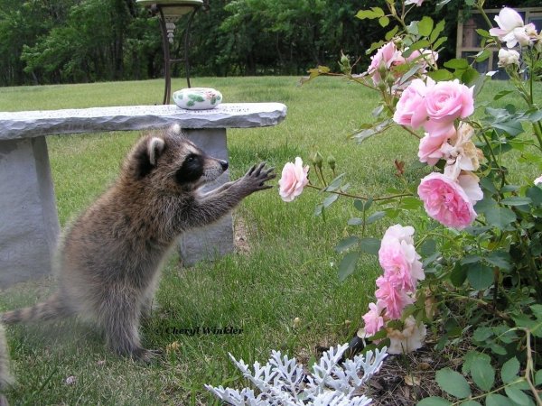 Енот в цветах