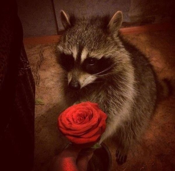 Енот с ромашками