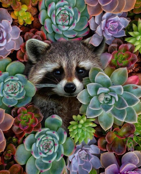 Енот с цветком