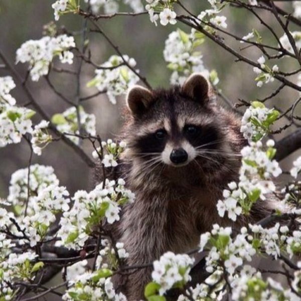 Енот в цветах