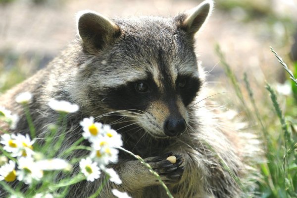 Милые еноты с цветами