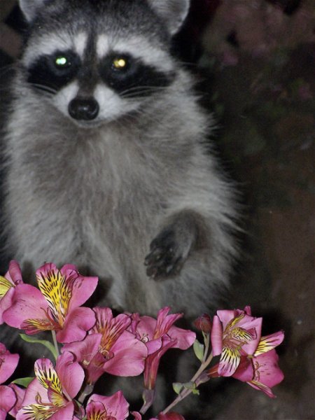 Енот валяние из шерсти