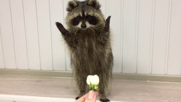 Енот в цветах