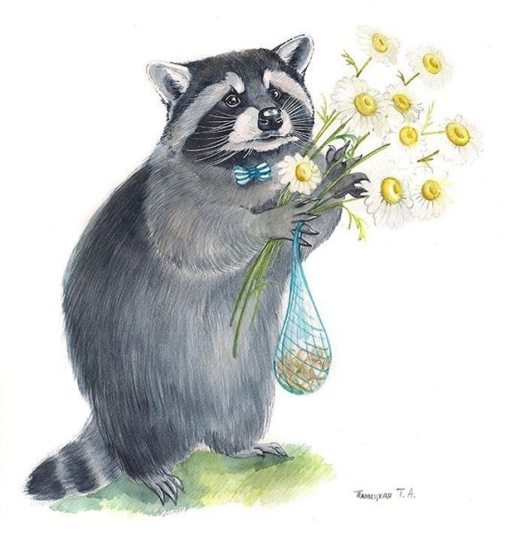 Милые еноты арт