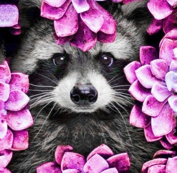 Осенний енот