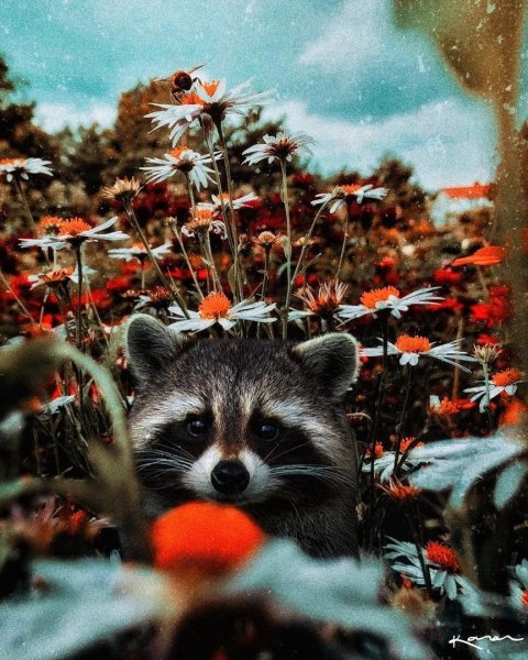 Енот полоскун девочка