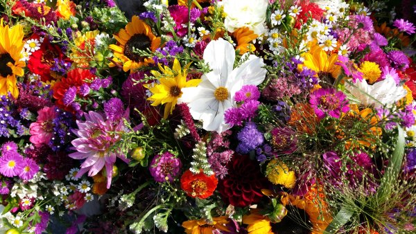 Букет полевых цветов