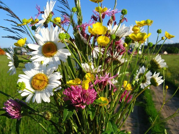 Красивый букет ромашек и колокольчиков