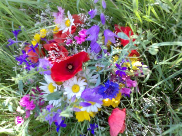 Шикарные полевые цветы
