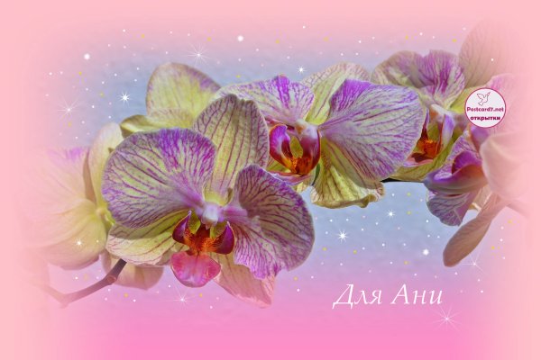 Открытки с цветами орхидеи