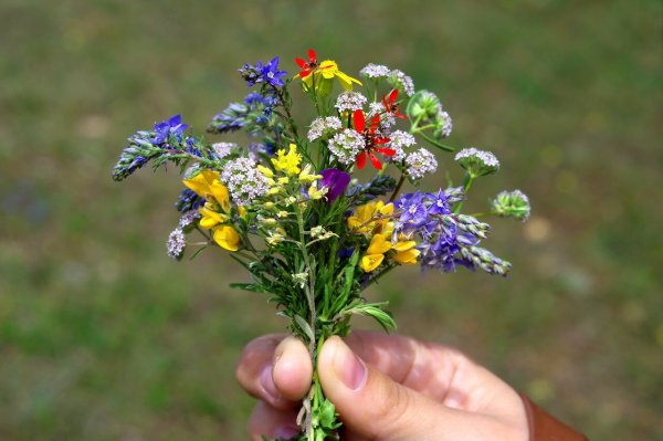 Пижма Ромашка полевые цветы
