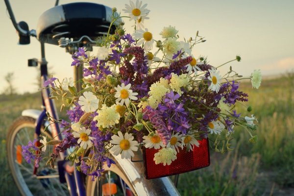 Ромашки в руках у девушки