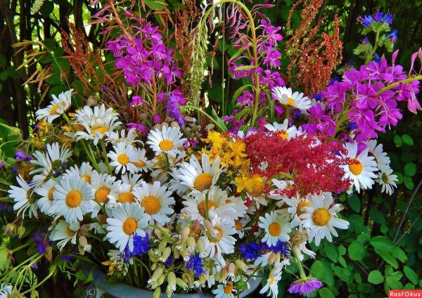 Полевые цветы в руках