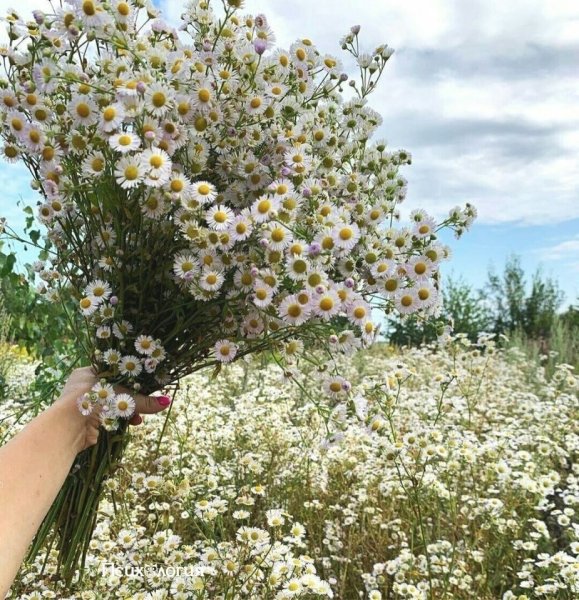 Букет полевых ромашек