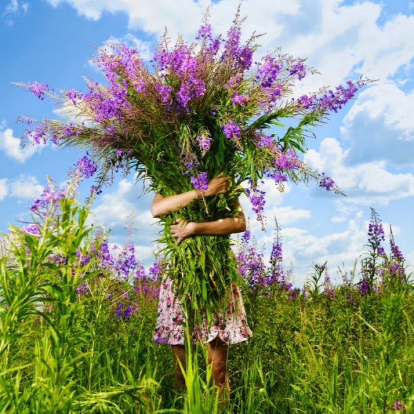 Полевые ромашки