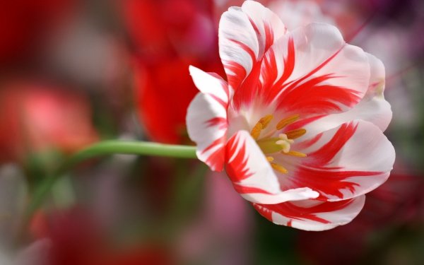 Один цветок