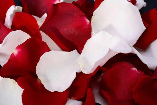 Лепестки роз