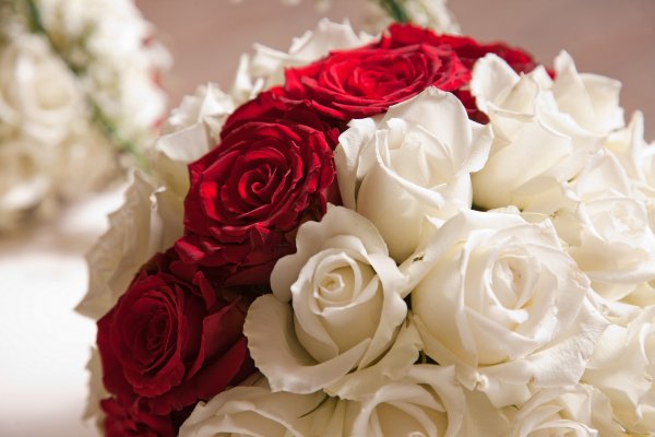 Роза шикарная