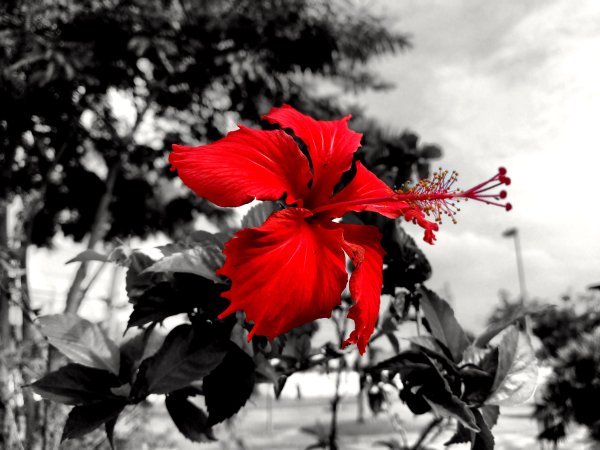 Черно красные