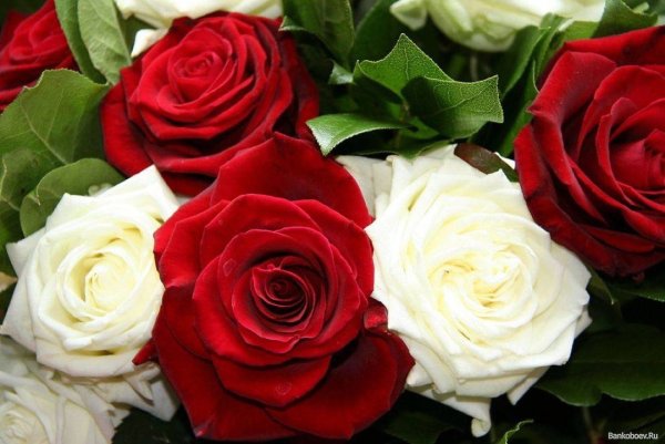 Розы красные и белые