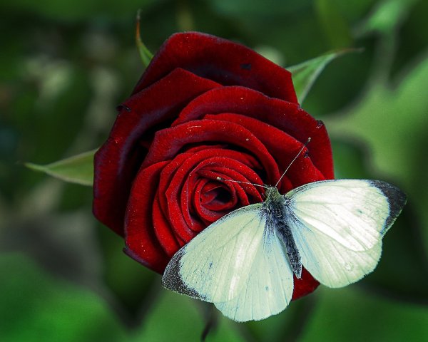 Бабочка на Красном цветке