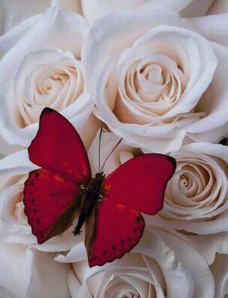 Бабочка на розочке
