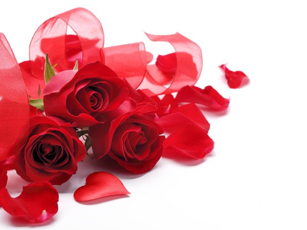 Черно красные розы