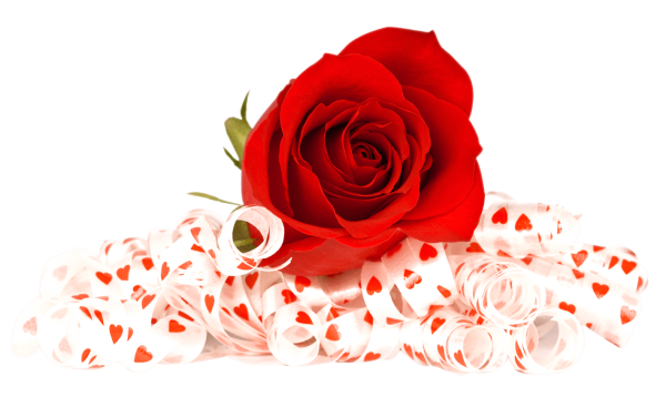 Красные розы