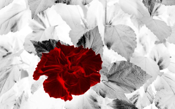 Черно красные тона