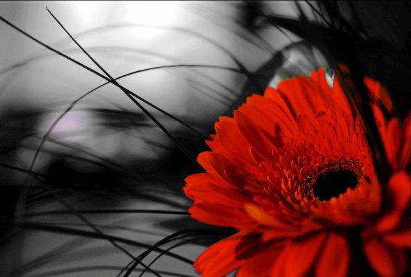 Красно белая абстракция