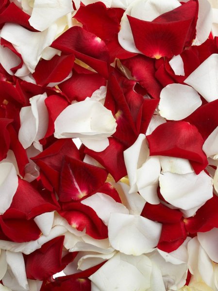 Розы на сером фоне