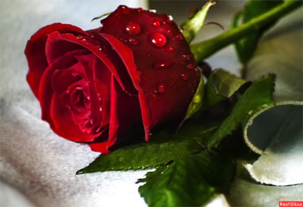 Цветы для Танюшки