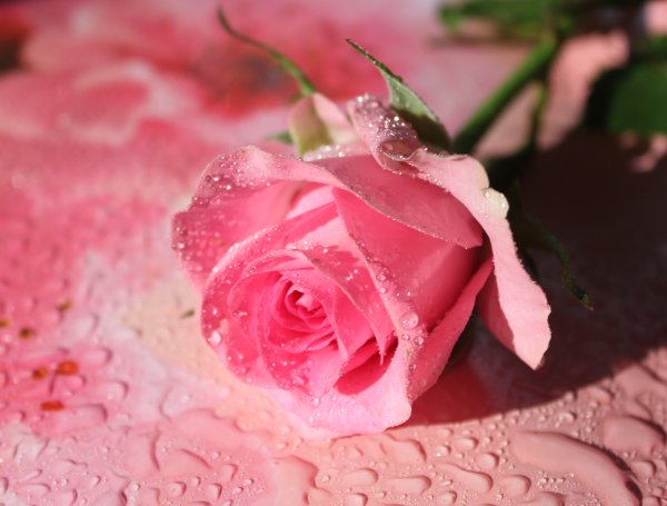 Алла-Rose Алла-Rose