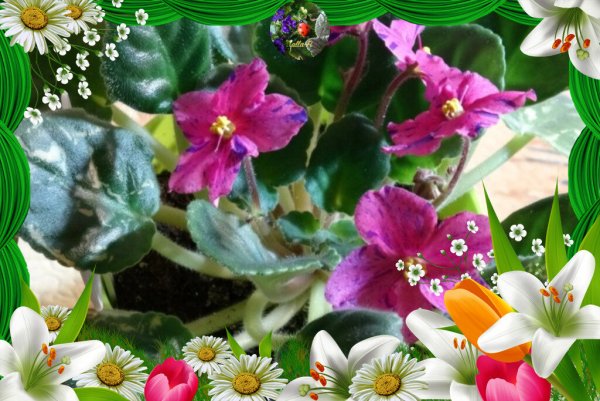 Фиалка сорт Фаина