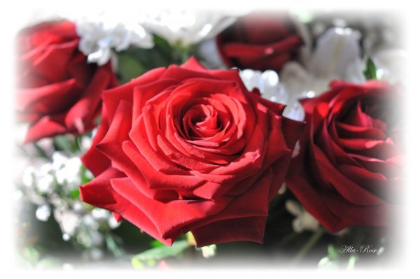 Красавица открытки