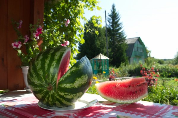 Август Арбуз