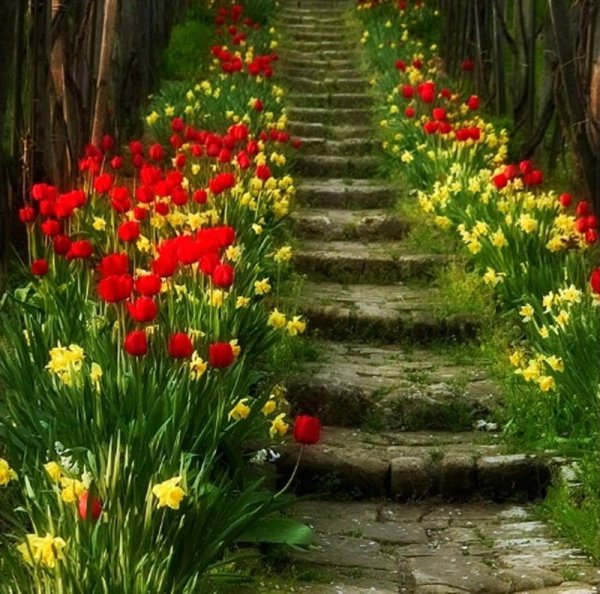 Дорога в цветах