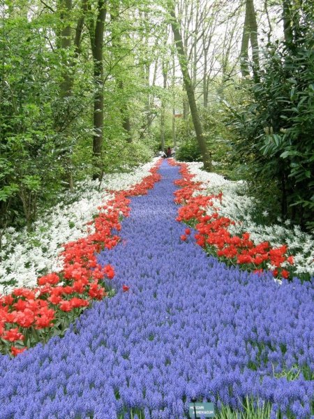 Кёкенхоф всемирно известный Королевский парк цветов в Нидерландах