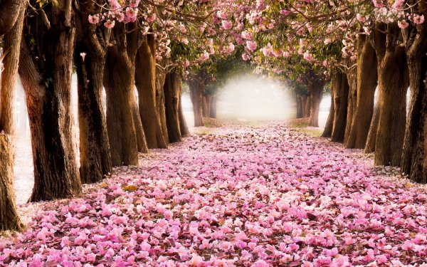 Газон Клевер белый ползучий