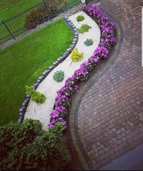 Плетистые розы Берсо