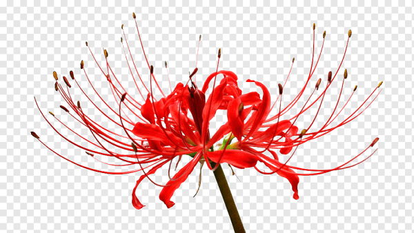 С днём рождения Гульнара