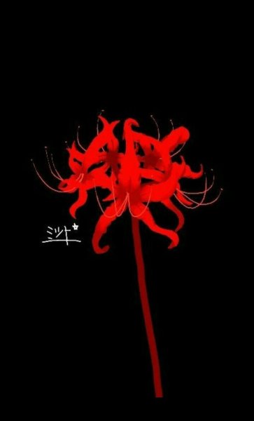 Хризантема торжество