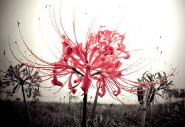 Хиганбана Паучья Лилия