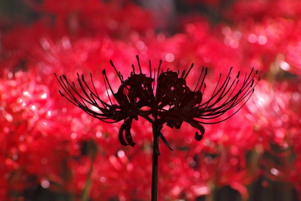 Красивый букет для любимой