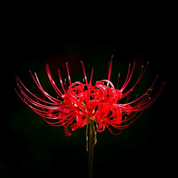 Токийский ликорис