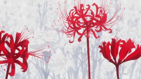 Астра коготковая камео